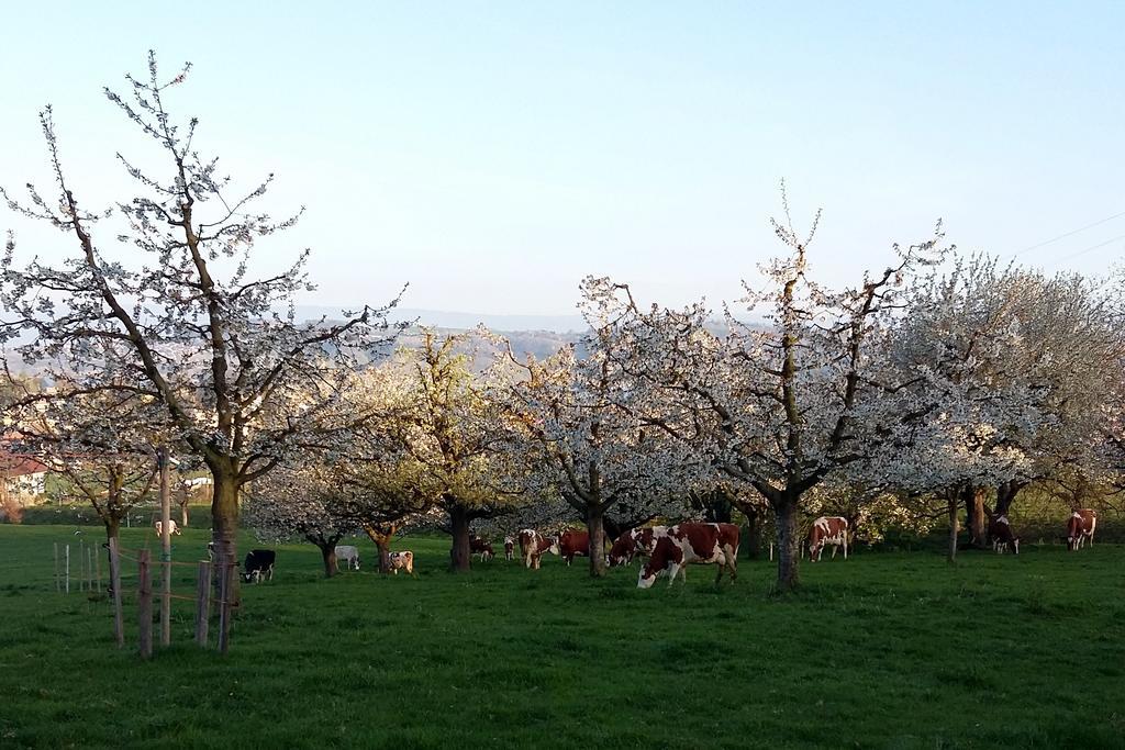 Hof Oberprehl Leilighet Murten Eksteriør bilde